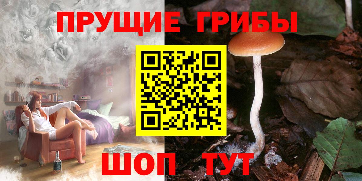 Гатчина  Псилоцибиновые грибы Cubensis  Вход с VPN 